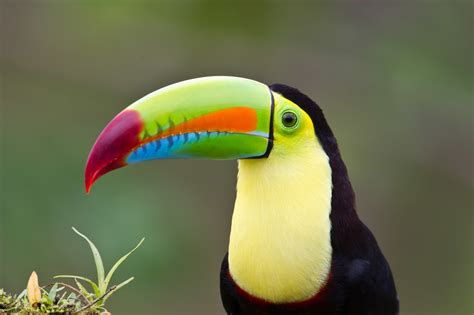 Toucans (Great Guide) · iNaturalist