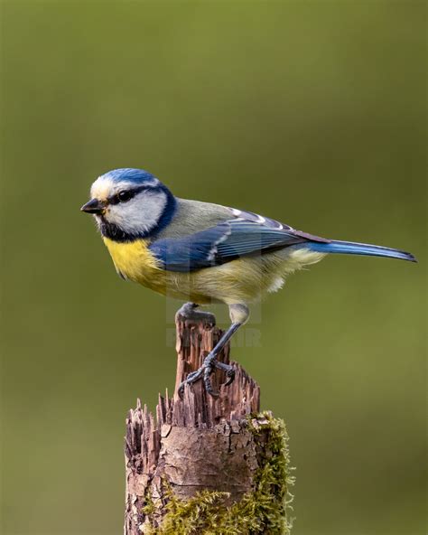 Eurasian Blue Tit Wallpapers Wallpaper Cave