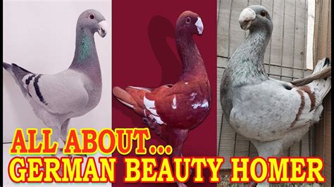 German Beauty Homer Pigeon Information Standard Characteristics Color