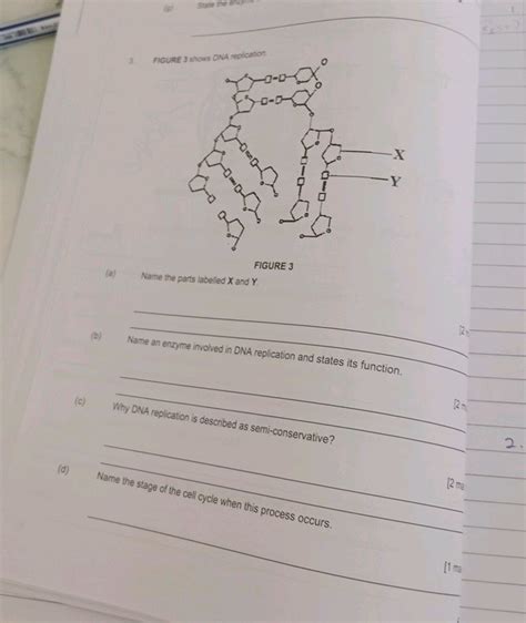 1 FIGURE 3 shows DNA replication FIGURE 3 a | StudyX
