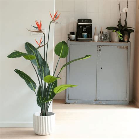 Emerald Plante Artificielle Strelitzia En Pot Avec Fleurs Cm