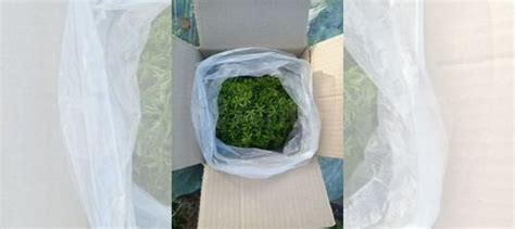 Мох сфагнум живой купить в Москве | Товары для дома и дачи | Авито