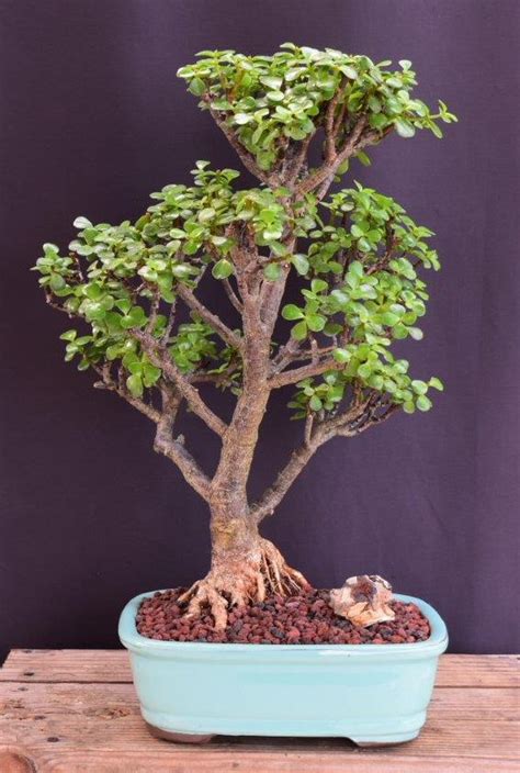 Baby Jade Bonsai Tree Portulacaria Afra