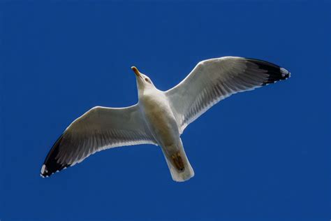 Jonathan Foto & Bild | tiere, wildlife, wild lebende vögel Bilder auf ...
