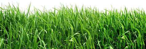 Grass PNG Clipart Picture | Gallery Yopriceville - High-Quality Images and Transparent PNG Free ...