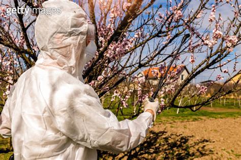 Spraying Fruit Tree With Organic Pesticide Or Insecticide In Spring