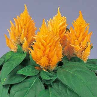 CELOSIA YUKATA SAKATA ORNAMENTALS ASIA