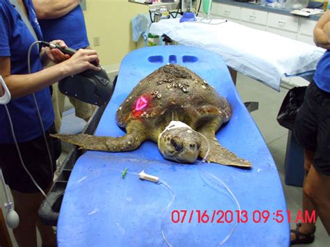 Mls Laser Therapy Veterinary Blogger Explains
