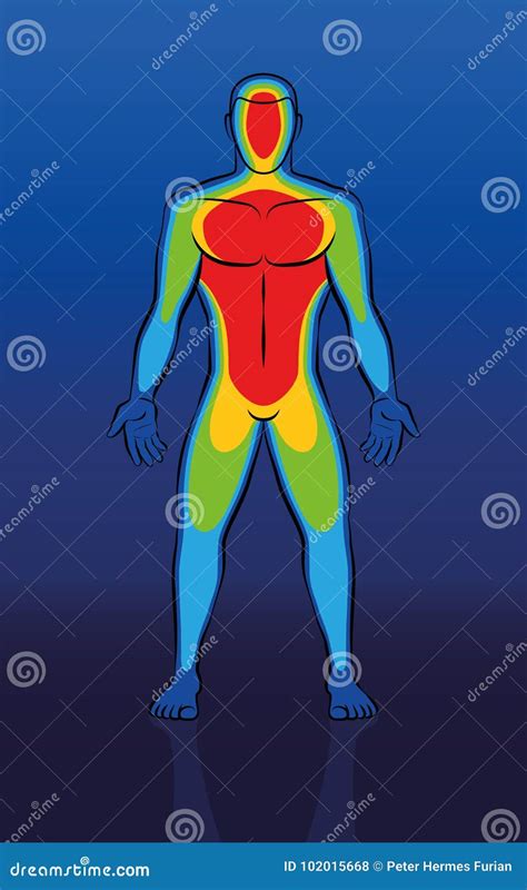 Thermal Image Male Body Front View Stock Vector Illustration Of Loss