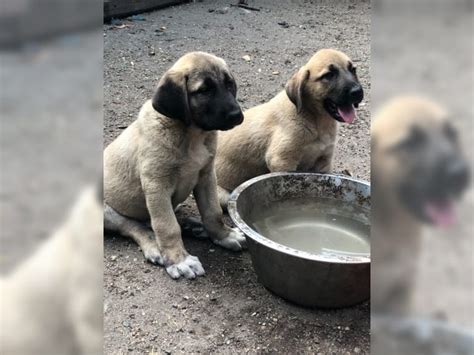 Kangal Welpen 1a Reinrassig Könnern Haustier Anzeiger