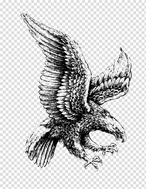 Eagle , Bald Eagle Drawing Illustration, Flying eagle transparent