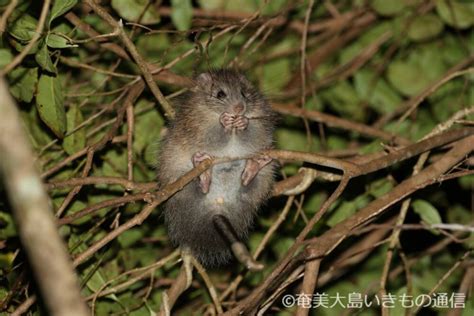 ケナガネズミの幼獣 | 奄美大島いきもの通信