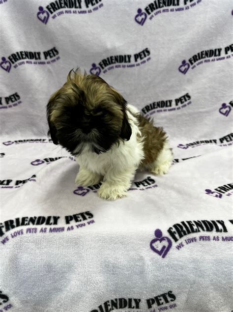 Friendly Pets | Greensboro NC
