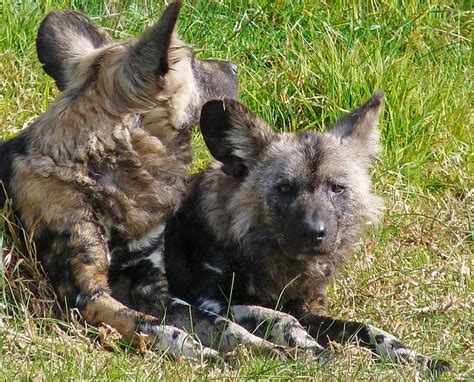 African wild dog puppies | Animals Photos Directory