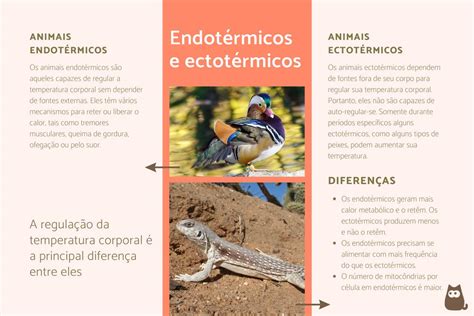 O Que Sao Animais Ectotermicos - Animais Ectotermicos Iguanas Viajaram 8.000 Km Até Fiji Em Jangadas