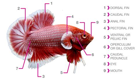 Betta Fish Anatomy | Betta Fish Care