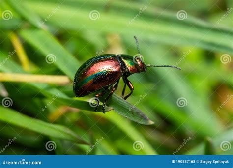 Metallic Green Beetles Mating Royalty Free Stock Image Cartoondealer