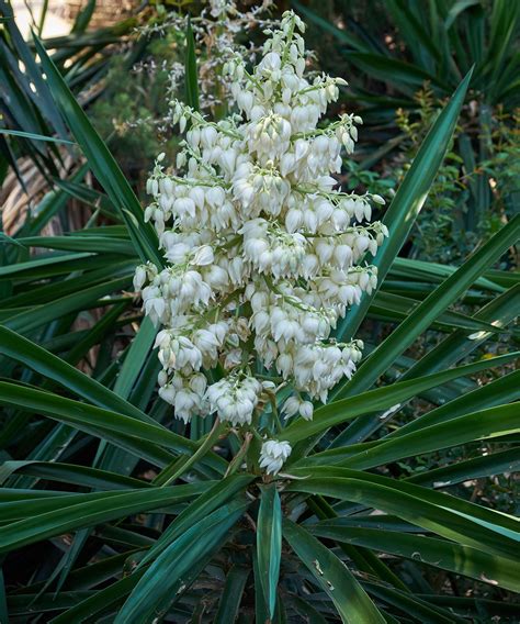 yucca plant flower 8