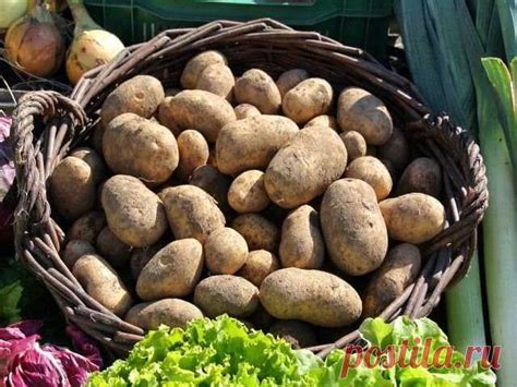 Что обязательно кладу в лунку при посадке картофеля для хорошего урож ...