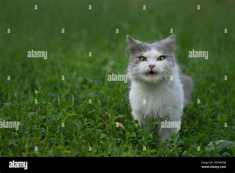 Green Grass And Cat Adorable Young Cat Is Eating Herb In The Park On