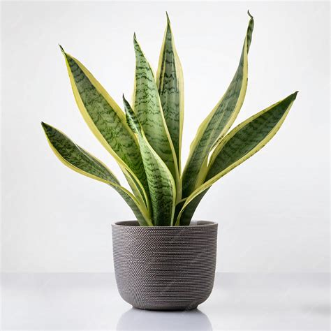 Indoor Snake Plant in a Modern Pot White Background | Premium AI