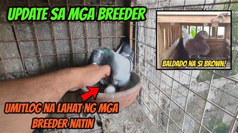 Mga Breeder Natin May Mga Itlog Na Youtube