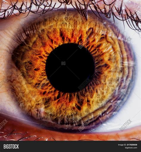 Human Eye Iris Close Image And Photo Free Trial Bigstock