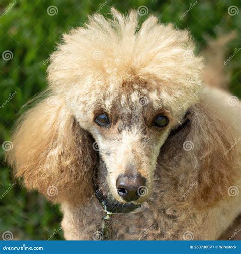 Portrait of a puddle dog. stock image. Image of nature - 263738077