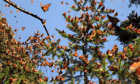 El Sublime Vuelo De Las Mariposas Monarca En Los Santuarios De México