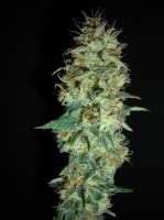 Black Domina Sensi Seeds Cannabis Strain Gallery