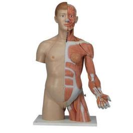 B Scientific Life Size Dual Sex Torso W Muscle Arm B
