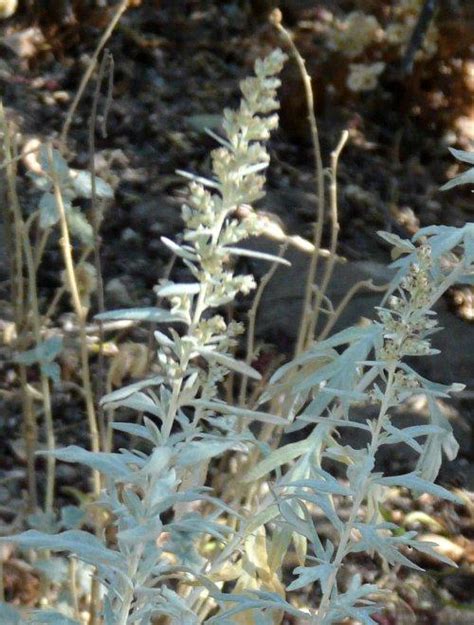 Artemisia Ludoviciana White Sagebrush