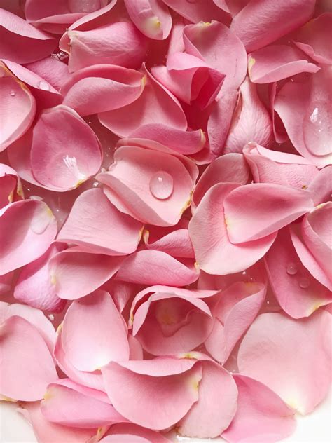 How To Dry Rose Petals: Step-by-Step Instructions For Flawless Results