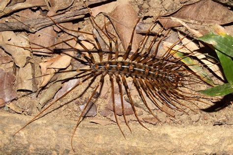 Imagem De Centopeia - 25 Tipos de centopeias - Características e FOTOS!