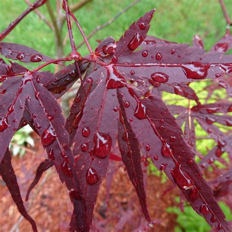 Red Plant Free Stock Photo - Public Domain Pictures