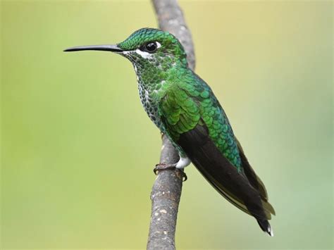 Green Crowned Brilliant Hummingbird Species Hummingbirds Plus