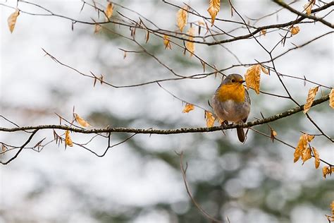 Nature Bird Animal World Animal Tree Screen Background