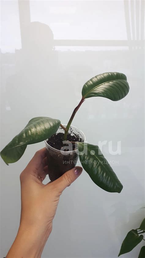 Фикус Эластика Робуста — купить в Красноярске. Горшечные растения и ...