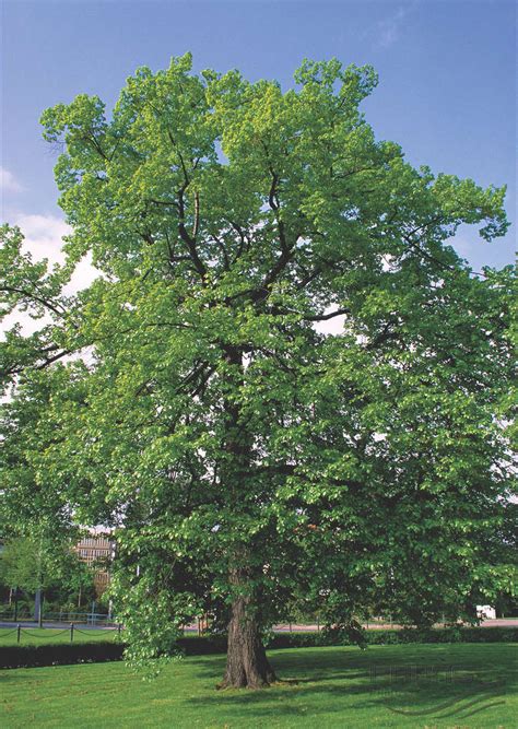 Липа мелколистная (сердцевидная) tilia cordata, купить липу ...