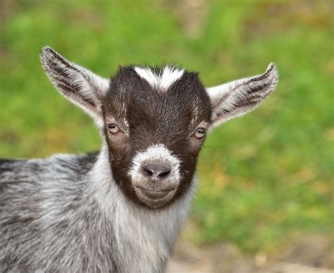 Free photo: Goat, Goats, Kid, Cute - Free Image on Pixabay - 785289