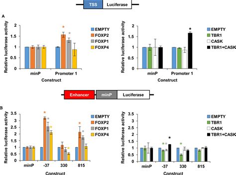 Frontiers Mapping Of Human Foxp Enhancers Reveals Complex Regulation