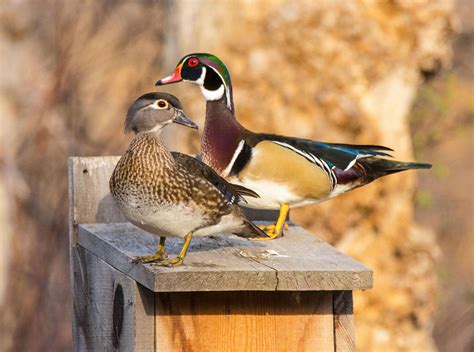 How to Build a Wood Duck Nest Box | Audubon