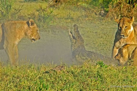 "Lion -crocodile interaction 3" by Anthony Goldman | Redbubble