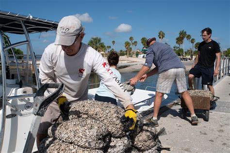 How One Tampa Bay Group Aims To Restore Oyster Reefs By Collecting Your