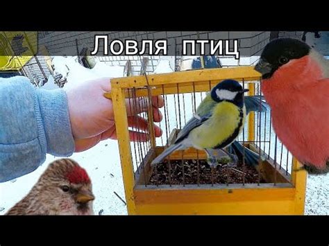 Тестируем необычную ловушку (западок) для ловли птиц - YouTube