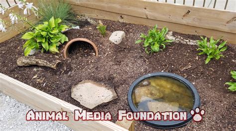 Is the box turtle habitat outdoors? - Animal Media Foundation