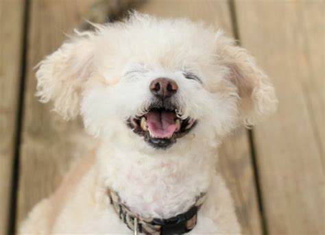 Can Dogs Laugh? | PetMD