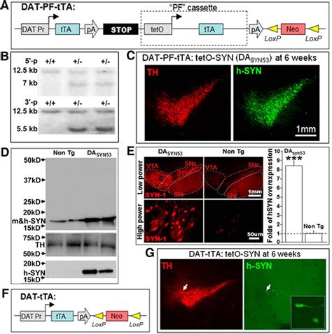 A53t Human α Synuclein Overexpression In Transgenic Mice Induces