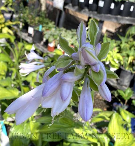Hosta 'Guacamole' | Urban Tree Farm Nursery