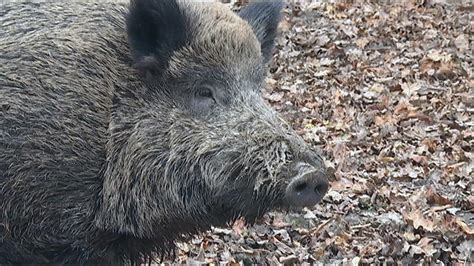 Afrikanische Schweinepest Sperrzonen In Hessen Werden Ausgeweitet